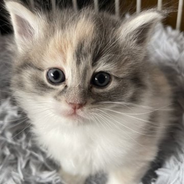 ノルウェージャンフォレストキャット【富山県・女の子・2025年3月9日・パステルミケ】の写真「薄いとっても綺麗なミケちゃん」