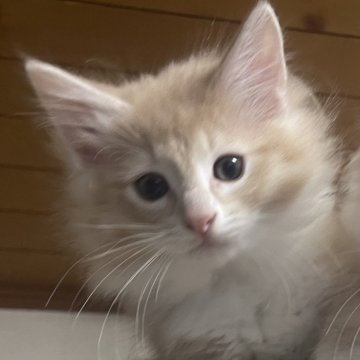 ノルウェージャンフォレストキャット【富山県・男の子・2025年9月16日・クリームタビーアンドホワイト】の写真「クリームソックスのかわいいカラー」