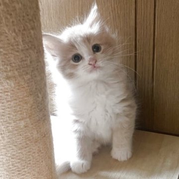 ノルウェージャンフォレストキャット【富山県・女の子・2025年9月16日・クリームタビーアンドホワイト】の写真「クリームソックスのかわいいカラー」