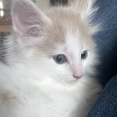 ノルウェージャンフォレストキャット