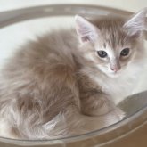 ノルウェージャンフォレストキャット