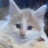 ノルウェージャンフォレストキャット