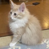 ノルウェージャンフォレストキャット