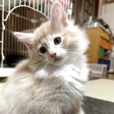 ノルウェージャンフォレストキャット