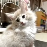 ノルウェージャンフォレストキャット