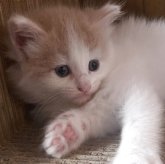 ノルウェージャンフォレストキャット