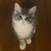 ノルウェージャンフォレストキャット