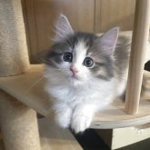 ノルウェージャンフォレストキャット