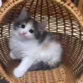 ノルウェージャンフォレストキャット