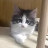 ノルウェージャンフォレストキャット