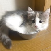 ノルウェージャンフォレストキャット