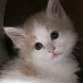 ノルウェージャンフォレストキャット