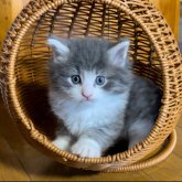 ノルウェージャンフォレストキャット