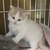 ノルウェージャンフォレストキャット