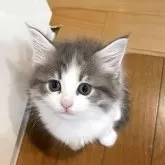 ノルウェージャンフォレストキャット