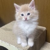 ノルウェージャンフォレストキャット