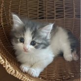 ノルウェージャンフォレストキャット