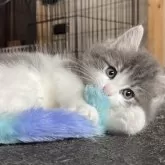 ノルウェージャンフォレストキャット