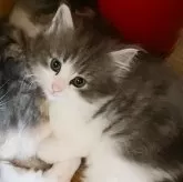 ノルウェージャンフォレストキャット