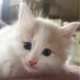 ノルウェージャンフォレストキャット