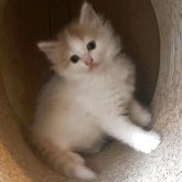 ノルウェージャンフォレストキャット