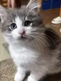 ノルウェージャンフォレストキャット【富山県・男の子・2024年10月24日・ブルータビーアンドホワイト】の写真2