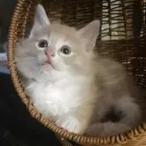 ノルウェージャンフォレストキャット【富山県・男の子・2025年9月16日・クリームタビーアンドホワイト】の写真3