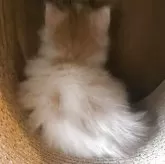 ノルウェージャンフォレストキャット【富山県・女の子・2025年9月16日・クリームタビーアンドホワイト】の写真7