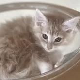 ノルウェージャンフォレストキャット【富山県・男の子・2025年9月16日・クリームタビーアンドホワイト】の写真8