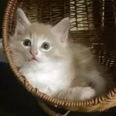 ノルウェージャンフォレストキャット【富山県・男の子・2025年9月16日・クリームタビーアンドホワイト】の写真4