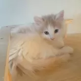 ノルウェージャンフォレストキャット【富山県・女の子・2025年9月16日・クリームタビーアンドホワイト】の写真5