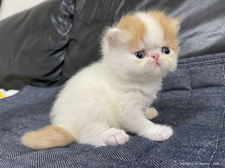 朴　宇(ぱく　う)ブリーダー(栃木県・エキゾチックショートヘアなど・ACC/国内血統書登録)の紹介写真2