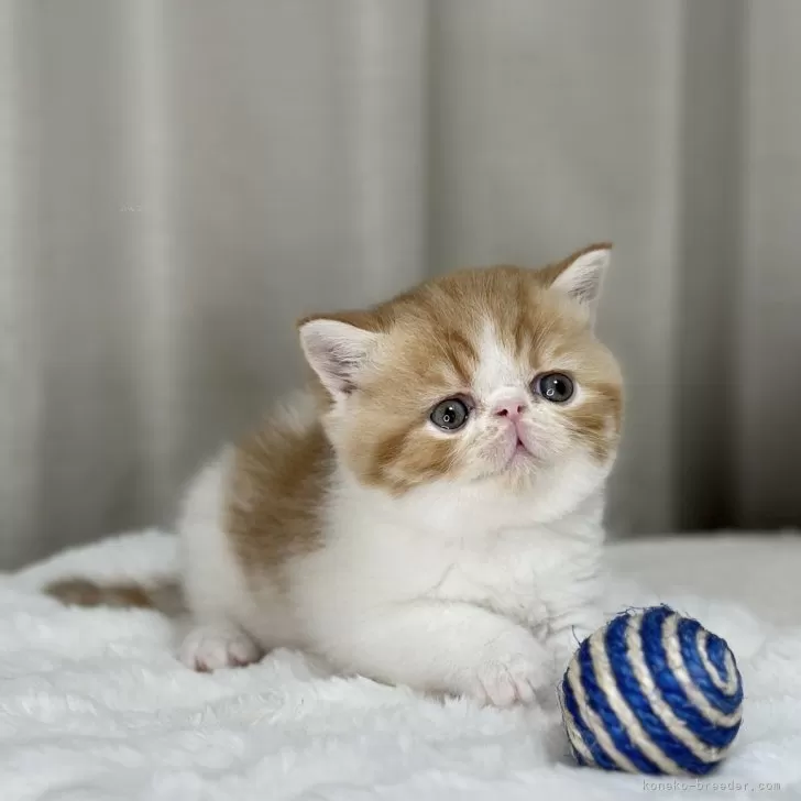 ID：2405-00017の子猫