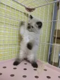 ヒマラヤン【静岡県・男の子・2024年3月15日・シールポイント】の写真4