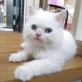 ヒマラヤン【静岡県・男の子・2025年6月22日・レッドポイント】の写真2