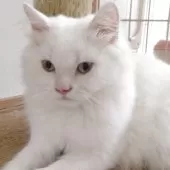 ヒマラヤン【静岡県・男の子・2025年4月10日・クリームポイント】の写真2