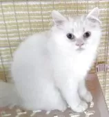 ヒマラヤン【静岡県・男の子・2025年4月10日・クリームポイント】の写真2