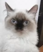 ヒマラヤン【静岡県・女の子・2025年4月10日・シールポイント】の写真2