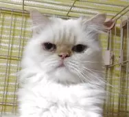 ヒマラヤン【静岡県・男の子・2024年3月15日・クリームポイント】の写真2