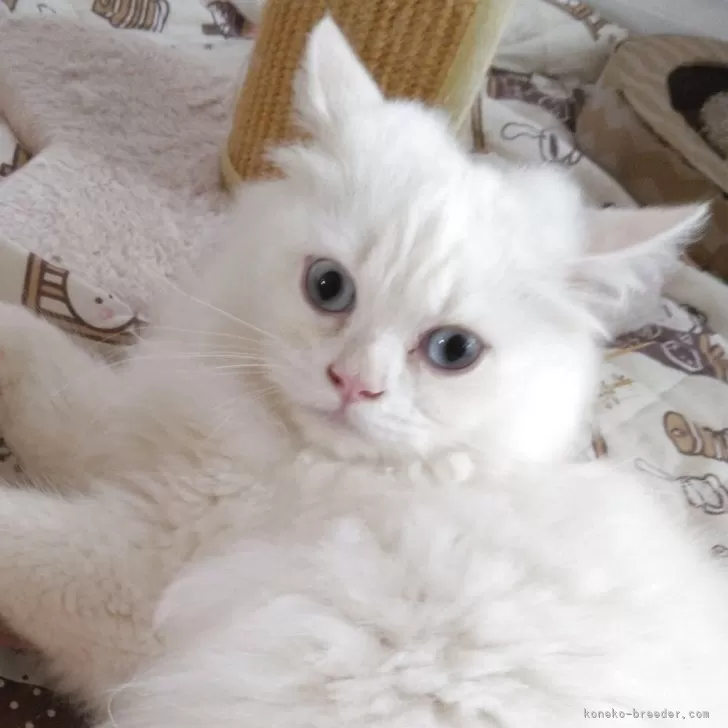 ヒマラヤン【静岡県・男の子・2025年4月10日・クリームポイント】の写真1「とっても元気な男の子」