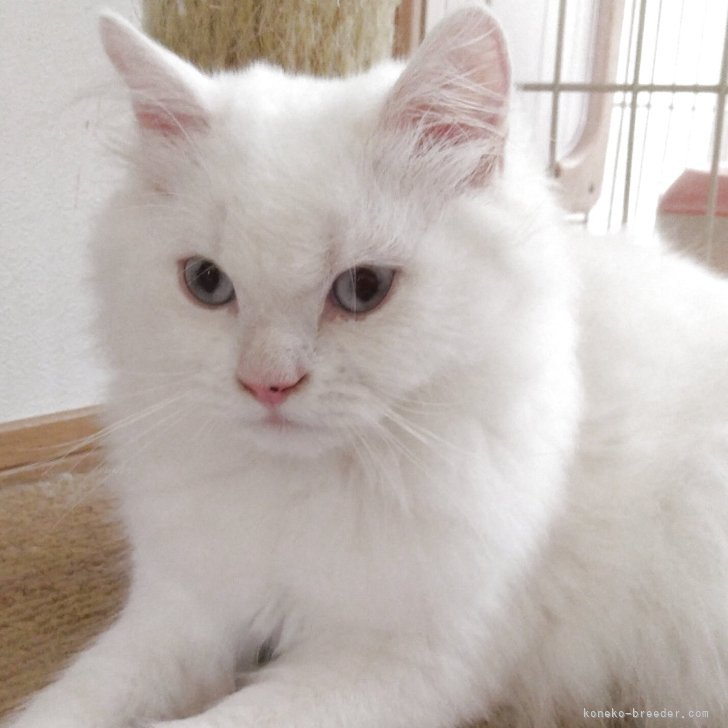 ブリーダー画像