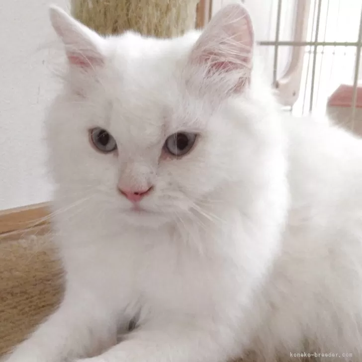 ヒマラヤン【静岡県・男の子・2025年4月10日・クリームポイント】の写真1