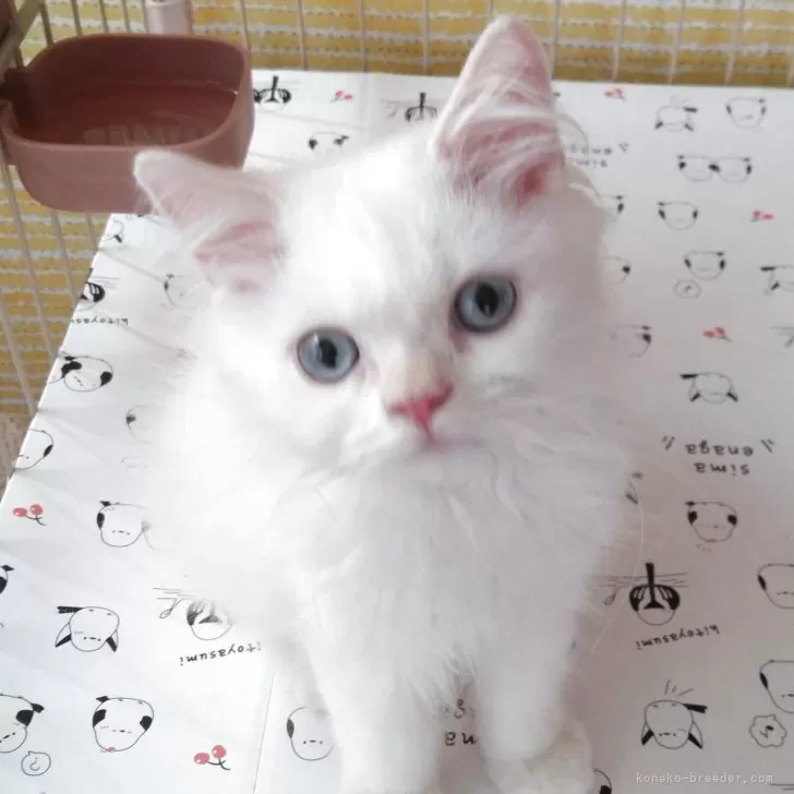 ヒマラヤン【静岡県・男の子・2025年6月22日・レッドポイント】の写真1