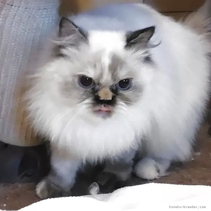 ヒマラヤン【静岡県・女の子・2024年4月8日・トーティポイント】の写真1