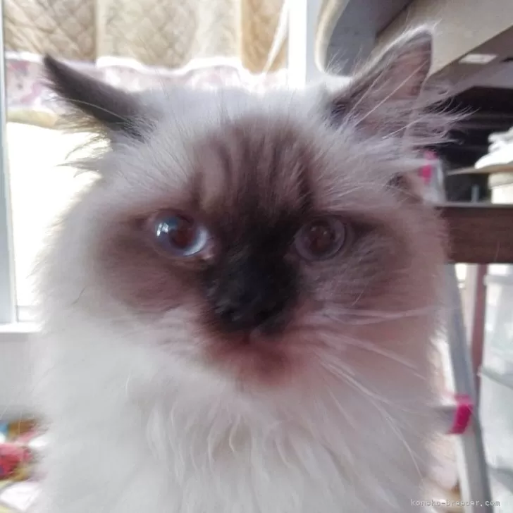 ヒマラヤン【静岡県・女の子・2025年4月10日・シールポイント】の写真1「物静かな子」