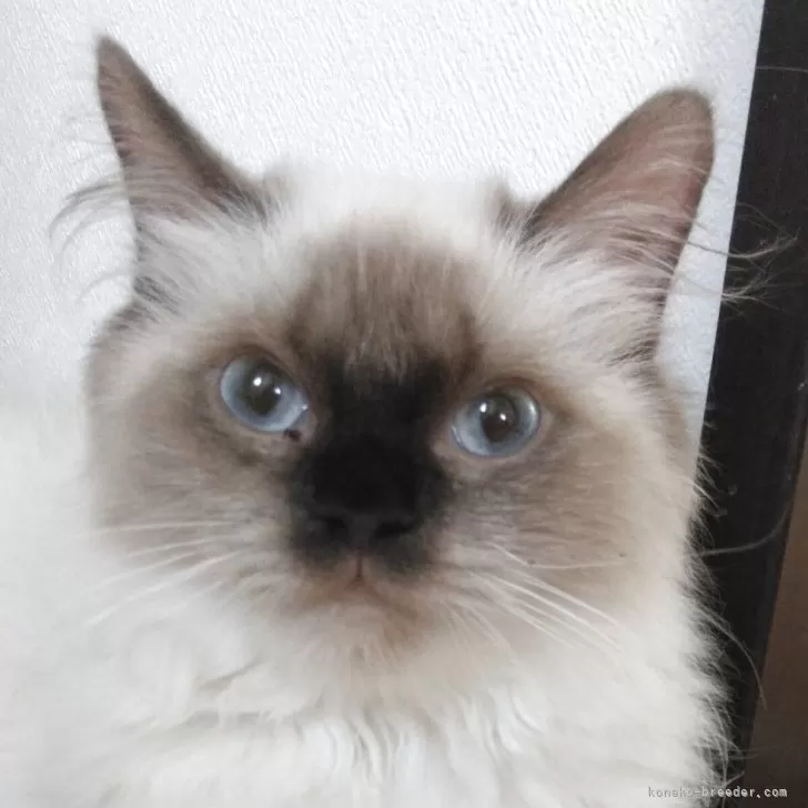 ヒマラヤン【静岡県・女の子・2025年4月10日・シールポイント】の写真1「おてんばな女の子」