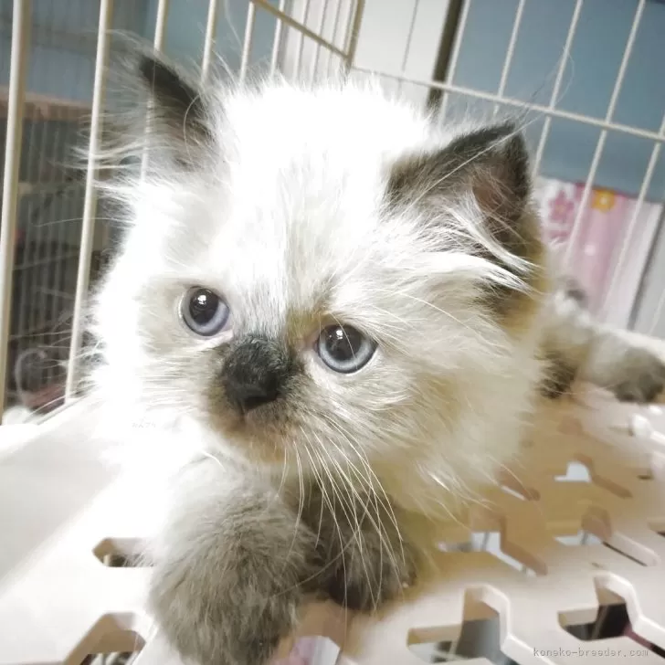 ID:2505-02328の子猫