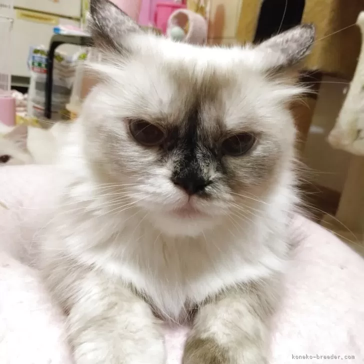 ID：2411-00486の子猫