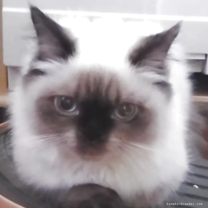 ヒマラヤン【静岡県・女の子・2025年4月2日・シールポイント】の写真1