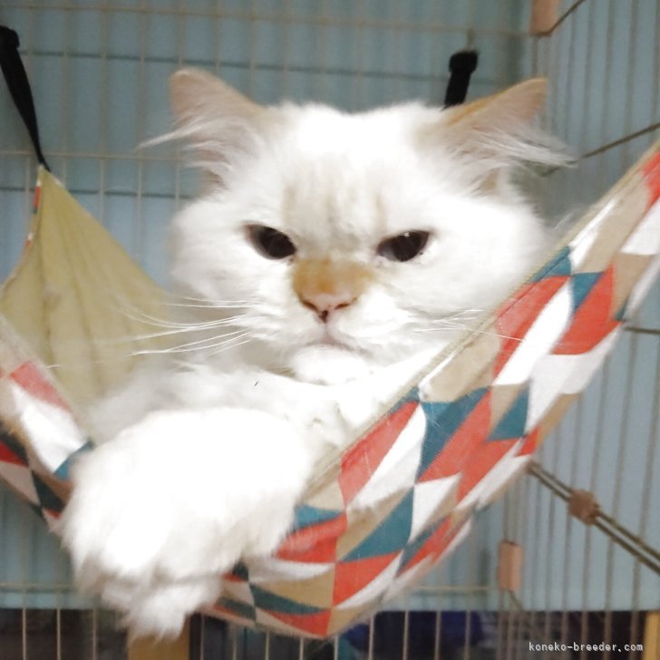 ブリーダー画像